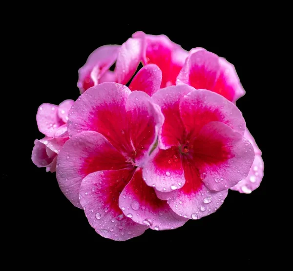 Eine Nahaufnahme Schöner Rosa Geranienblüten Mit Wassertropfen Auf Schwarzem Hintergrund — Stockfoto
