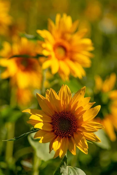 Vertikální Záběr Velkých Žlutých Slunečnic Zeleném Pozadí — Stock fotografie