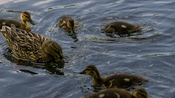 Ördek Yavrusuyla Gölde Yüzen Bir Anne Ördeğin Sağlıklı Bir Fotoğrafı — Stok fotoğraf