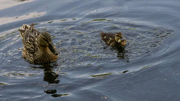 アヒルと一緒に湖で泳いでいる母親のアヒルの健全なショット — ストック写真