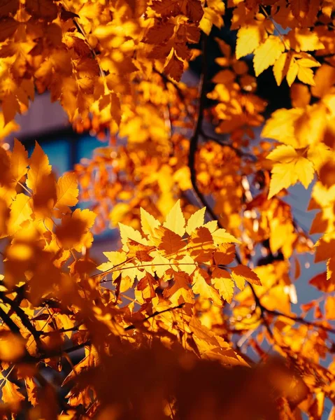 秋色树叶垂直地落在树上的有选择的聚焦镜头 — 图库照片