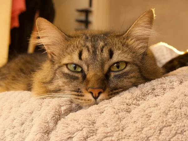 Retrato Gato Marrom Bonito Preguiçosamente Deitado Cobertor — Fotografia de Stock