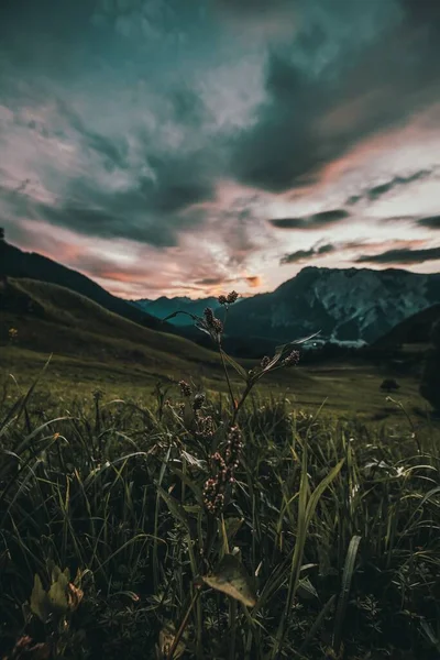 Vertical Shot Green Field Clouds Sunset — Stock Photo, Image