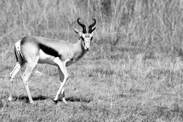 Primer Plano Antílope Springbok Naturaleza Luz Del Día — Foto de Stock