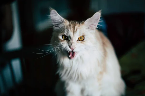 怒りの表情をしたメーン カヌー猫 — ストック写真