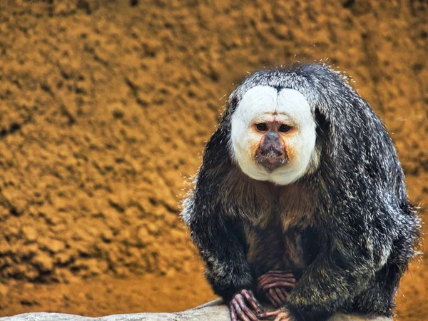Nahaufnahme Eines Saki Affen Mit Weißem Gesicht Der Kansas City — Stockfoto