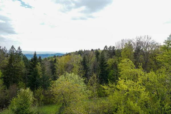 Bulutlu gökyüzünün altındaki ormandaki güzel yeşil ağaçların manzarası.