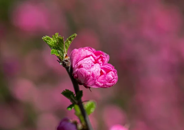 在背景模糊的枝条上 一个美丽的粉色日本樱花花蕾的宏观画面 — 图库照片