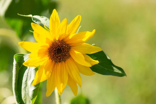 Lovitură Closeup Unei Floarea Soarelui Galbenă Mare Fundal Verde — Fotografie, imagine de stoc