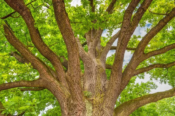 Ένα Μεγάλο Ξύλινο Δέντρο Πολλά Κλαδιά Και Πράσινα Φύλλα Ένα — Φωτογραφία Αρχείου