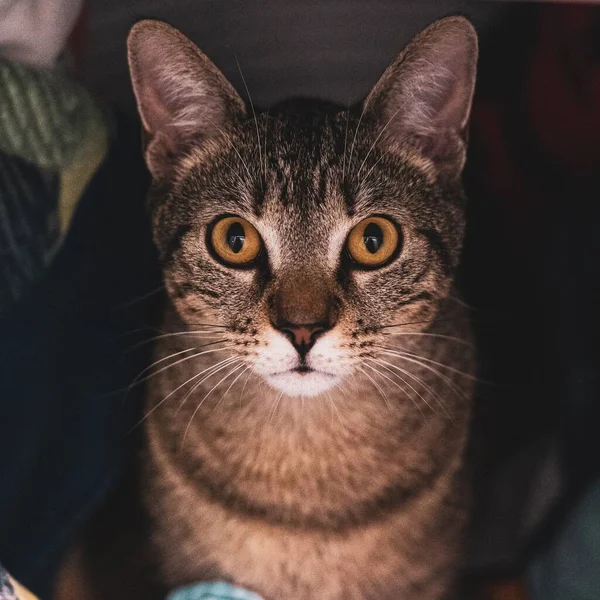 Closeup Adorable Tabby Cat — Stock Photo, Image