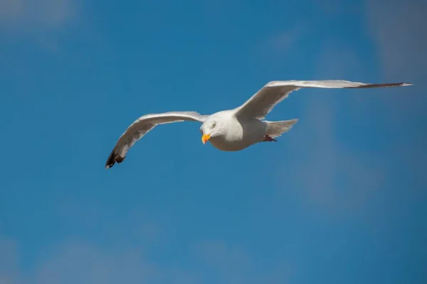 Zbliżenie Mewy Latającej Szerokimi Otwartymi Skrzydłami Błękitnym Niebie — Zdjęcie stockowe
