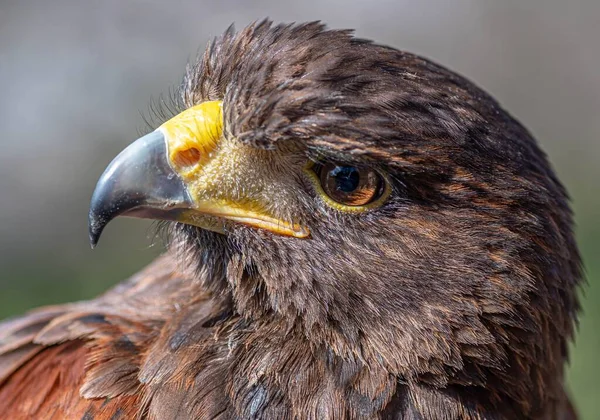 Closeup Portrait Beautiful Brown Feathered Eagle Nature Blur Background — Stock Photo, Image