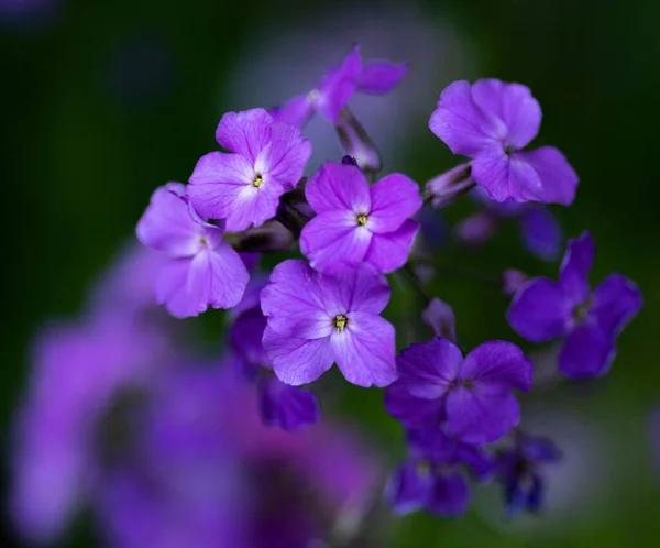 Eine Nahaufnahme Schöner Phlox Blumen Einem Garten Mit Verschwommenem Hintergrund — Stockfoto