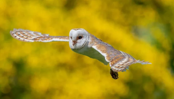 黄色い背景の野上を飛ぶ納屋フクロウ タイトーアルバ のクローズアップショット — ストック写真