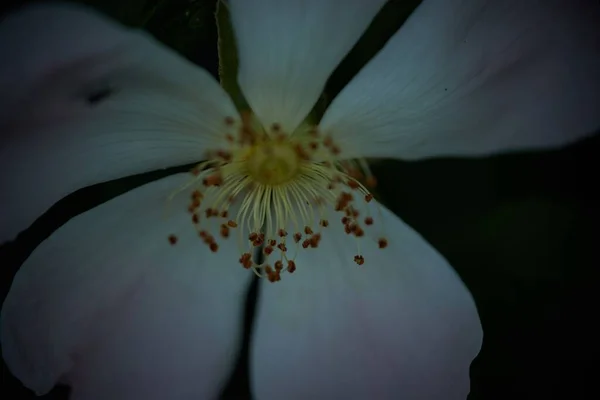 Bir Köpek Gülü Çiçeğinin Yakın Plan Görüntüsü Üst Açıdan Karanlık — Stok fotoğraf