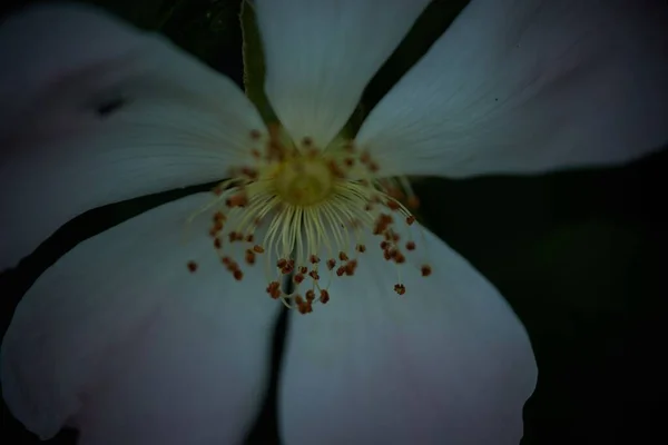 Gros Plan Une Fleur Rose Canine Avec Fond Sombre Angle — Photo