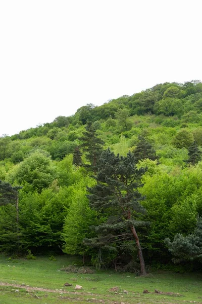 Eine Vertikale Aufnahme Von Landschaftlich Reizvoller Grüner Vegetation Auf Einem — Stockfoto