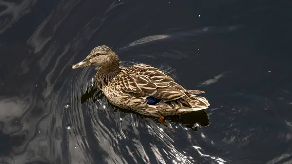 Een Mallad Eendje Zwemmen Rivier Alleen Een Zomerochtend — Stockfoto