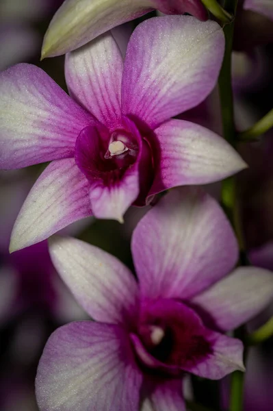 Bahçede Yetişen Bir Cooktown Orkidesinin Dikey Çekimi — Stok fotoğraf