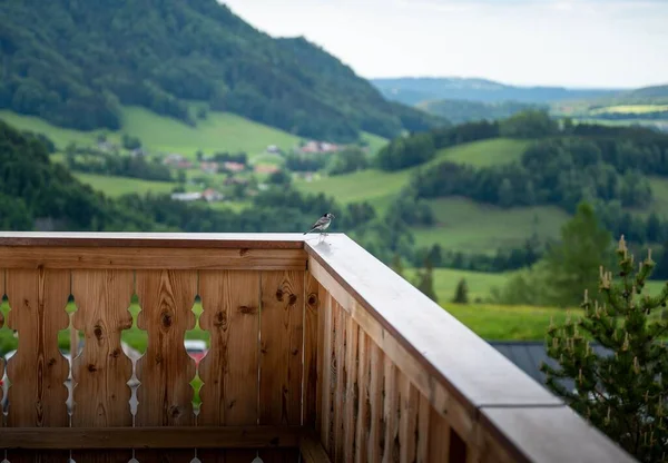 A beautiful green landscape from the balcony with a small pied wagtail bird perched on the wooden fence