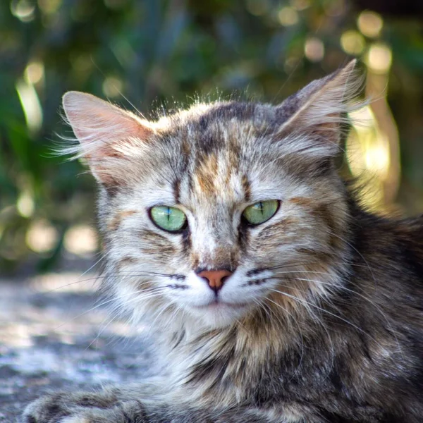 一只可爱的猫在花园里看着摄像机的特写镜头 — 图库照片