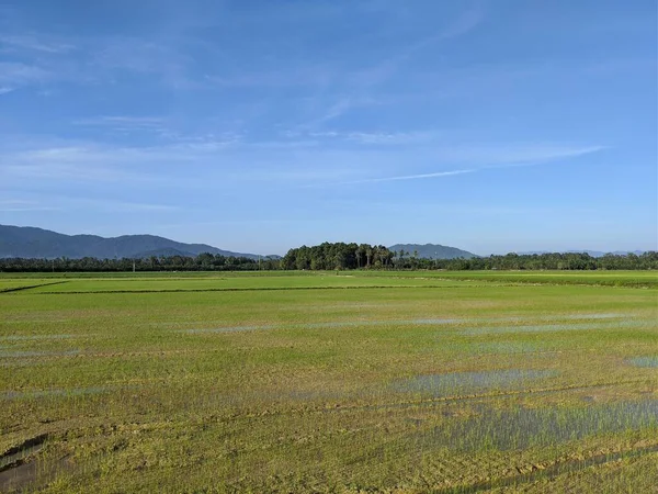 Hermoso Campo Día Soleado Bajo Cielo Azul —  Fotos de Stock