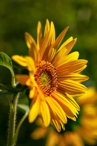 Una Toma Vertical Gran Girasol Amarillo Sobre Fondo Verde — Foto de Stock