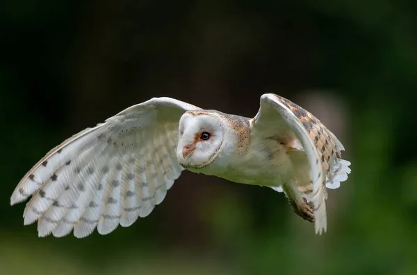 Zbliżenie Strzał Sowy Stodoła Tyto Alba Latający Nisko Nad Polem — Zdjęcie stockowe