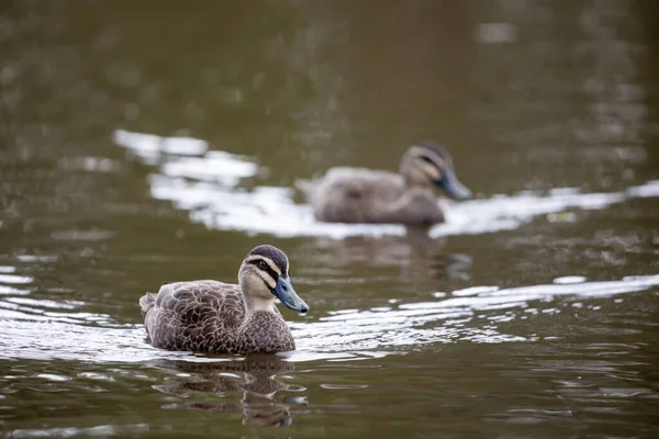 Eine Nahaufnahme Von Entzückenden Pazifik Schwarzen Enten Die Einem Teich — Stockfoto