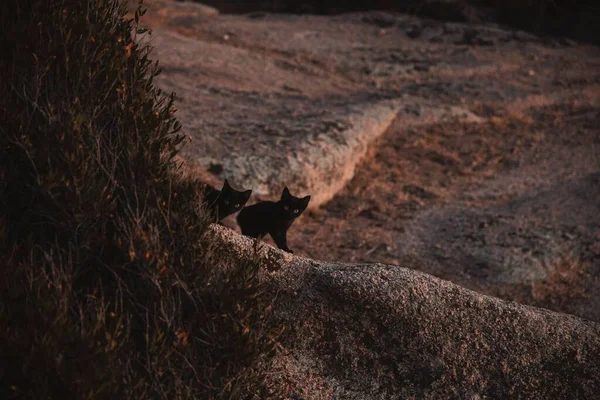 一张漂亮的照片 两只黑猫从山后直勾勾地看着摄像机 — 图库照片