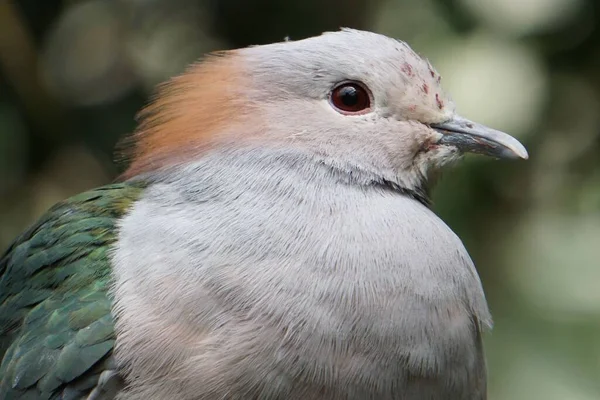 Gros Plan Sur Pigeon Impérial Vert Ducula Aenea — Photo