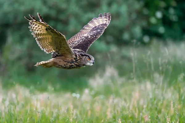 Magnifique Énorme Hibou Aigle Européen Bubo Bubo Volant Basse Altitude — Photo