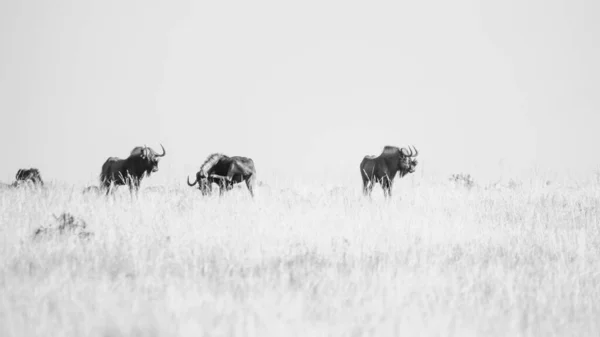 Çayırdaki Antilopların Gri Tonlu Görüntüsü — Stok fotoğraf