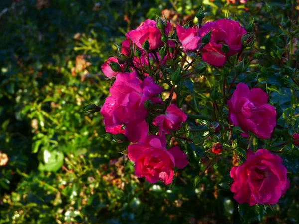 Primer Plano Hermosas Rosas Rosadas Del Jardín — Foto de Stock