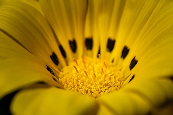 Nahaufnahme Einer Gazania Blume Die Garten Wächst — Stockfoto