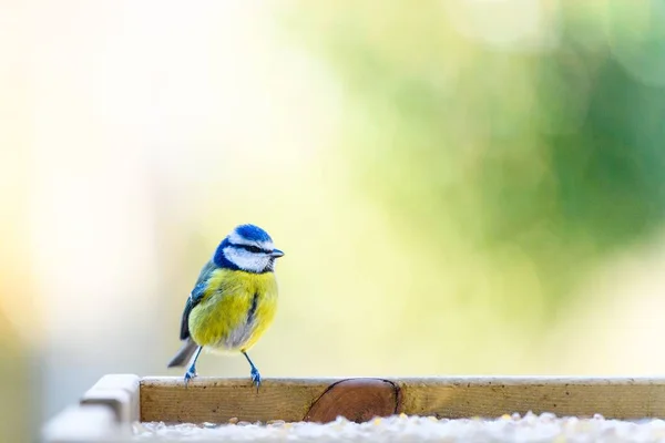 Adorable Eurasian Blue Tit Cyanistes Caeruleus Resting Bird Feeder Blurry — Stock Fotó