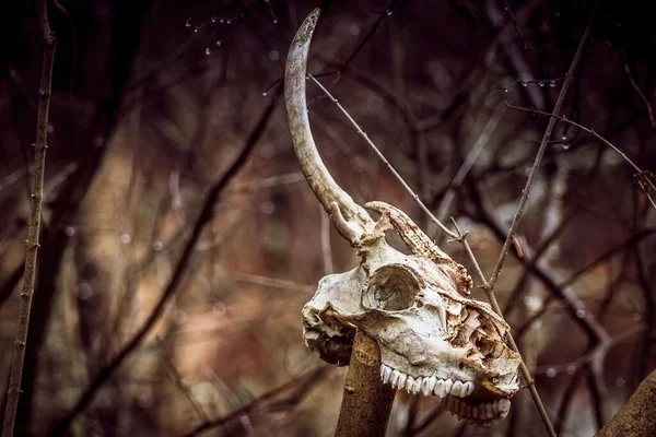 Scary Scene Eroded Animal Skull Sharp Teeth Horns Broken Branch — Stock Photo, Image