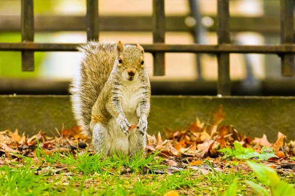 Ein Eichhörnchen Sitzt Auf Dem Gras Zwischen Fallenden Herbstblättern — Stockfoto