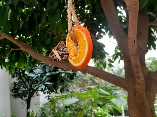 Plan Rapproché Papillon Salade Colobura Sur Une Tranche Orange Accroché — Photo