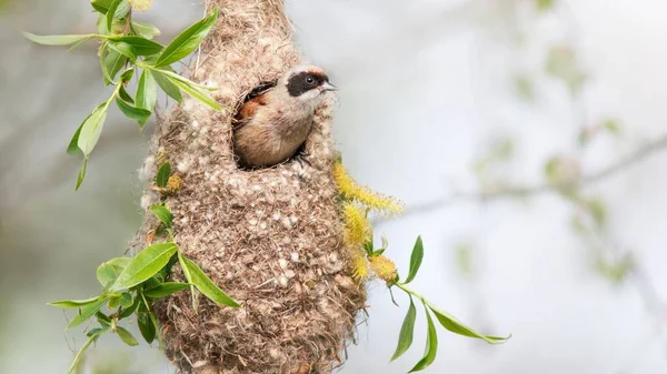 Closeup Eurasian Penduline Tit Remiz Pendulinus Looking Out Nest — 스톡 사진