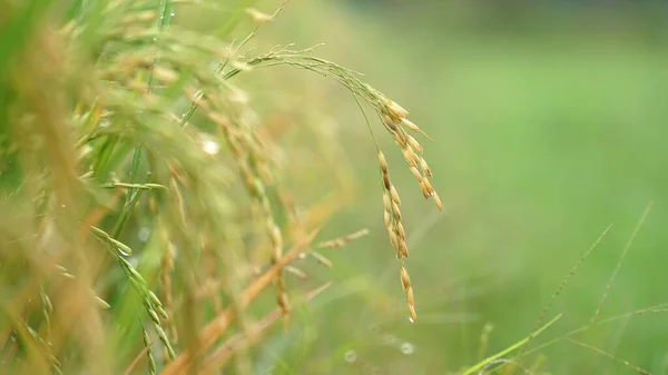 Zbliżenie Młodych Zielonych Uszu Ryżu Polu Ryżowym — Zdjęcie stockowe