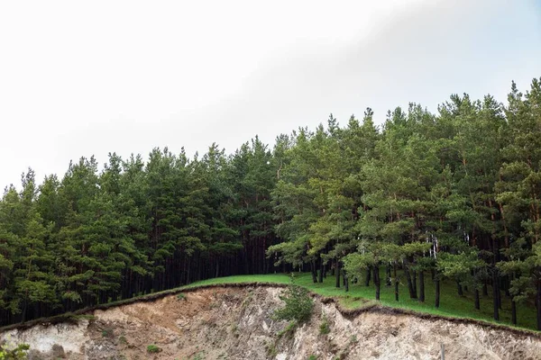 Плотные Вечнозеленые Деревья Лесу Лори Армения — стоковое фото