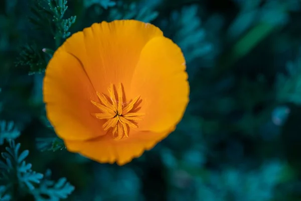 정원에 황금빛 양귀비 꽃봉오리 — 스톡 사진