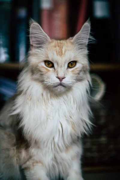 Μια Κάθετη Φωτογραφία Μιας Γάτας Ένα Θυμωμένο Βλέμμα — Φωτογραφία Αρχείου