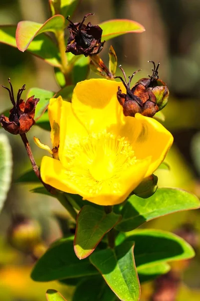 Vertikal Närbild Gul Arons Skäggblomma — Stockfoto