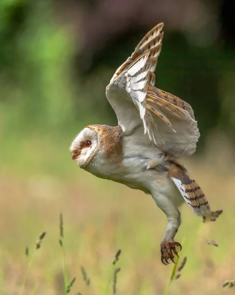 Eine Vertikale Nahaufnahme Von Schleiereule Tyto Alba Fliegt Tief Über — Stockfoto