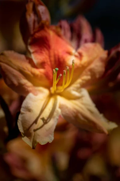 Plano Vertical Una Flor Lilium Creciendo Jardín — Foto de Stock