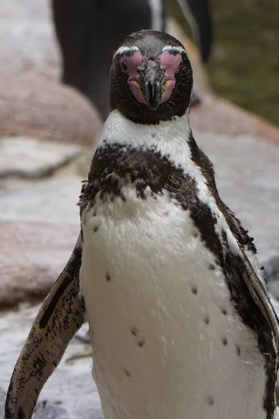 Close Vertical Pássaro Pinguim Bonito — Fotografia de Stock