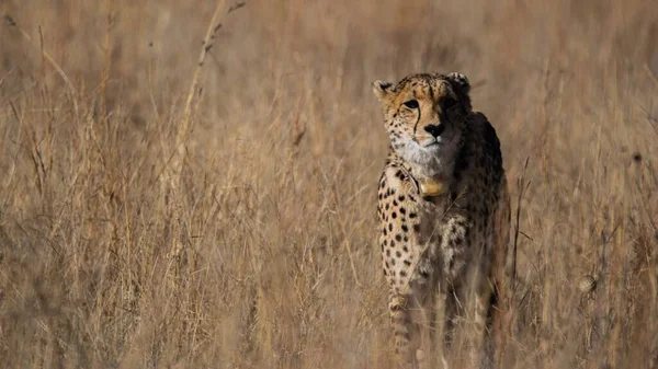 Sebuah Fokus Tembakan Dangkal Dari Cheetah Rumput Tinggi Padang Rumput — Stok Foto